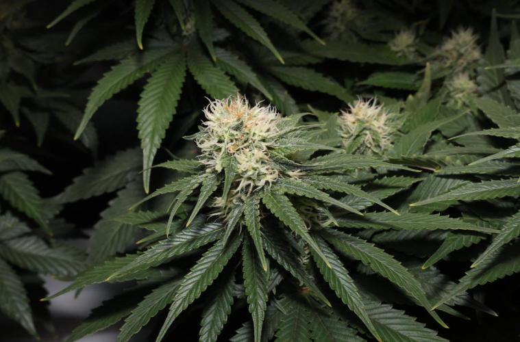 Diesel Fast F1 BX Regular. Week 10