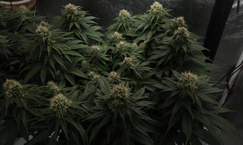 Diesel Fast F1 BX Regular. Week 10