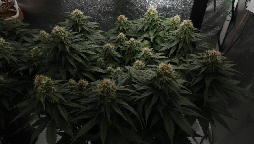 Diesel Fast F1 BX Regular. Week 10