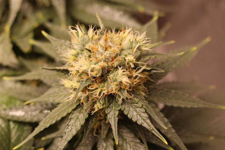 Diesel Fast F1 BX Regular. Week 11