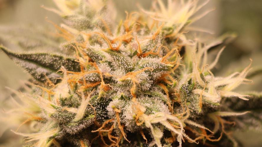 Diesel Fast F1 BX Regular. Week 11