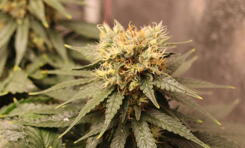 Diesel Fast F1 BX Regular. Week 11