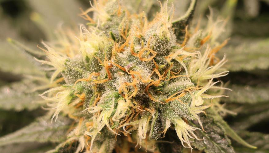 Diesel Fast F1 BX Regular. Week 11