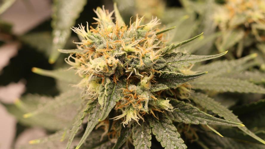 Diesel Fast F1 BX Regular. Week 11