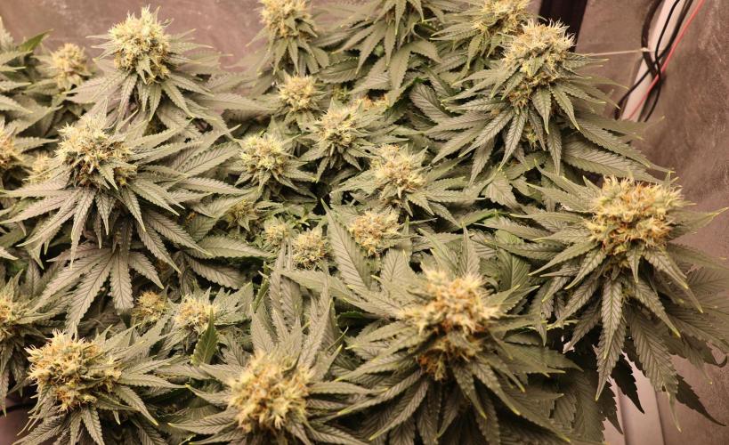 Diesel Fast F1 BX Regular. Week 11