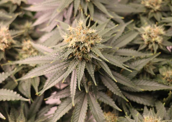 Diesel Fast F1 BX Regular. Week 11