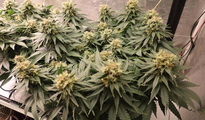 Diesel Fast F1 BX Regular. Week 11