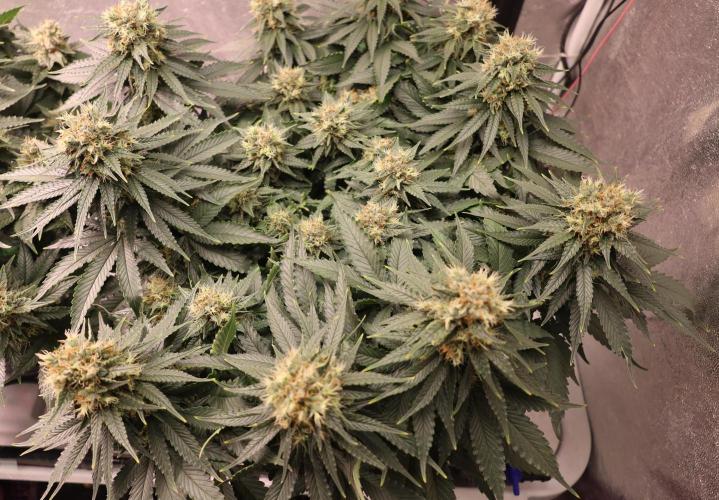Diesel Fast F1 BX Regular. Week 11