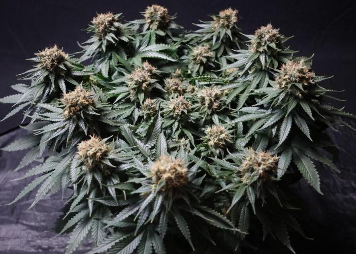 Diesel Fast F1 BX Regular. Week 12