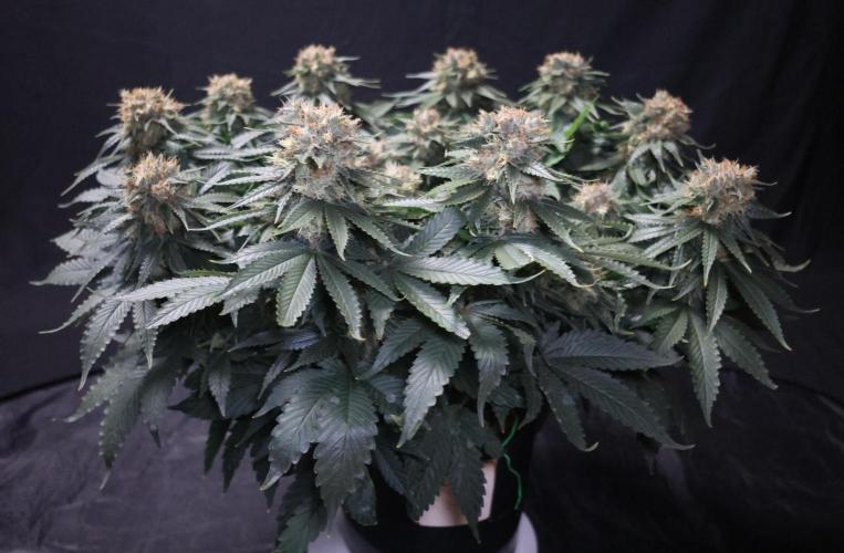 Diesel Fast F1 BX Regular. Week 12