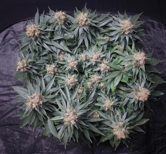 Diesel Fast F1 BX Regular. Week 12