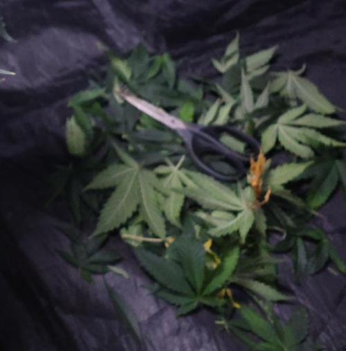 Diesel Fast F1 BX Regular. Week 12