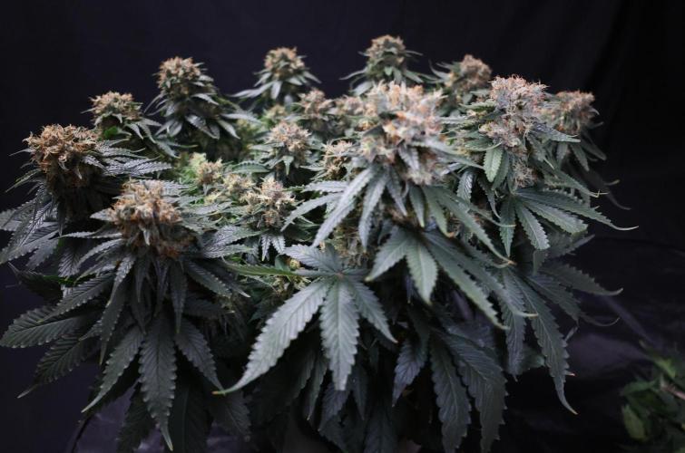 Diesel Fast F1 BX Regular. Week 12