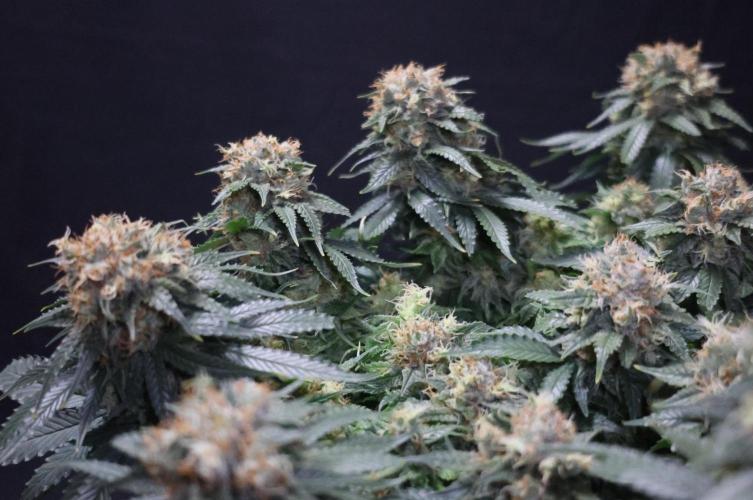 Diesel Fast F1 BX Regular. Week 12