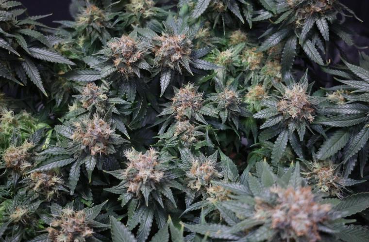 Diesel Fast F1 BX Regular. Week 12