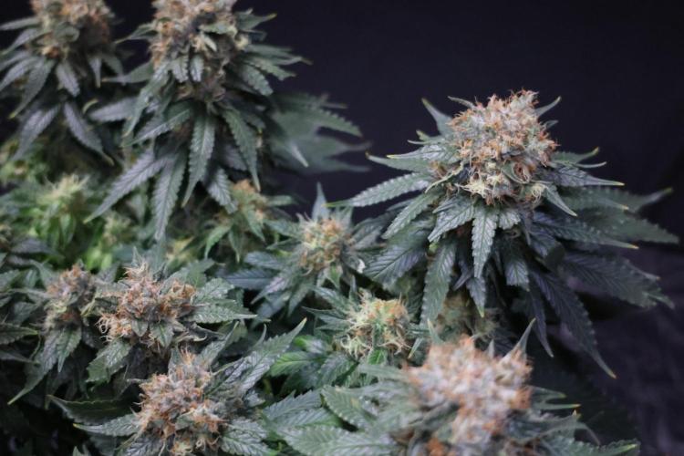 Diesel Fast F1 BX Regular. Week 12