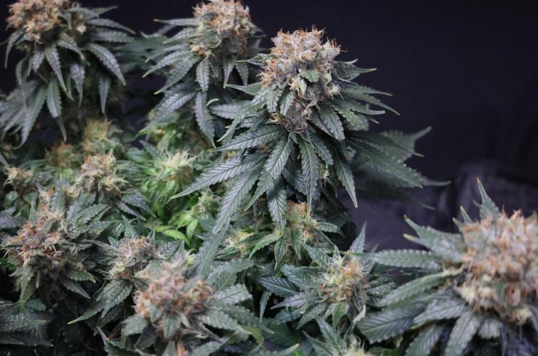 Diesel Fast F1 BX Regular. Week 12