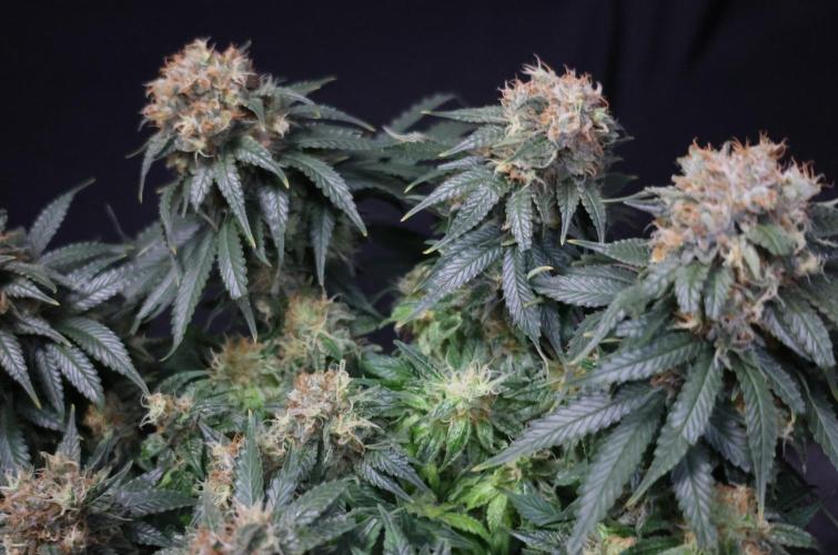 Diesel Fast F1 BX Regular. Week 12