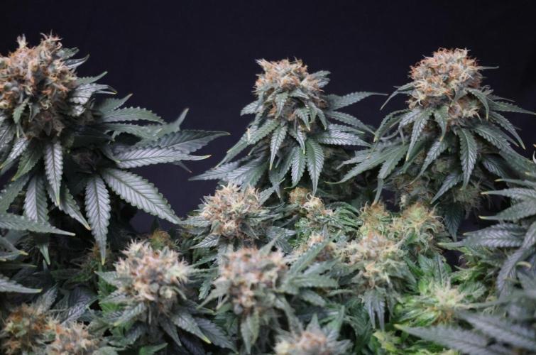 Diesel Fast F1 BX Regular. Week 12