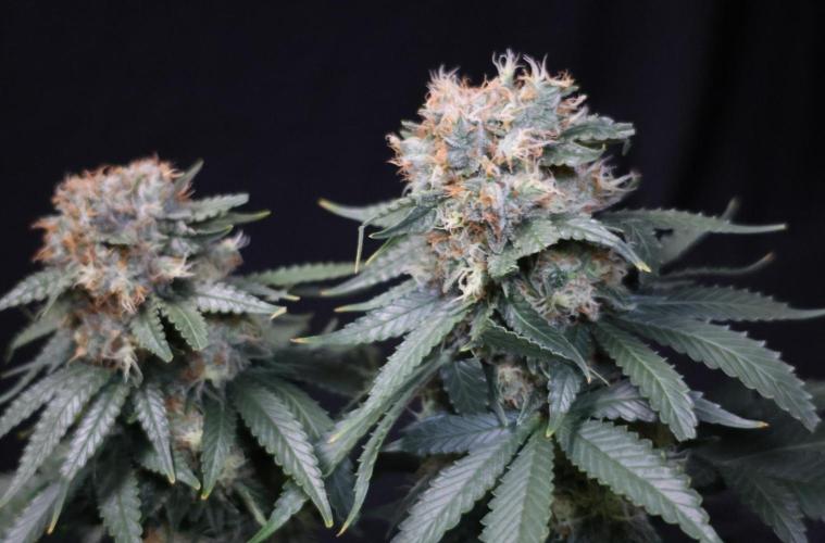 Diesel Fast F1 BX Regular. Week 12