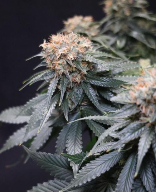 Diesel Fast F1 BX Regular. Week 12