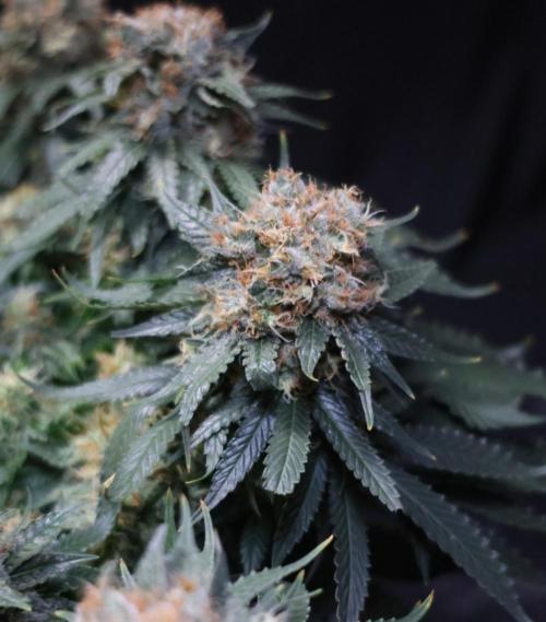 Diesel Fast F1 BX Regular. Week 12