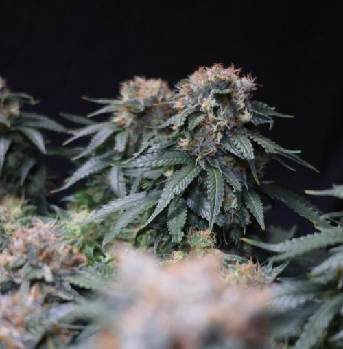 Diesel Fast F1 BX Regular. Week 12