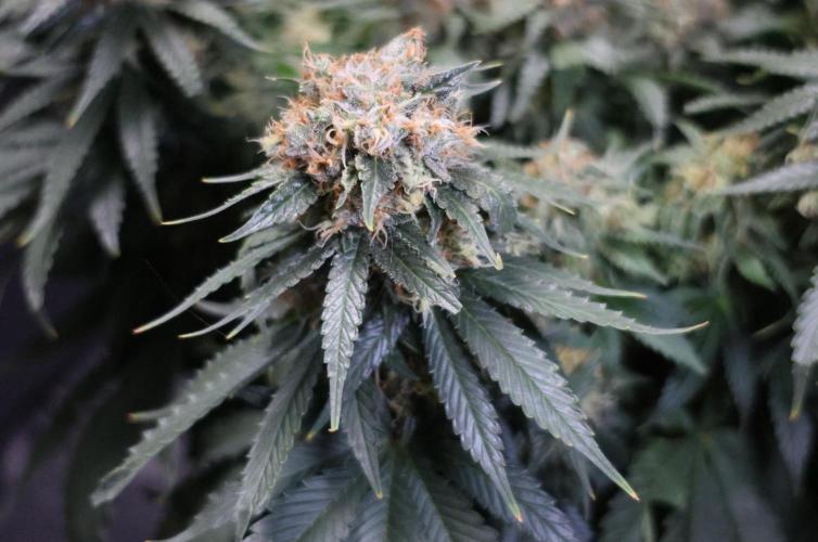Diesel Fast F1 BX Regular. Week 12