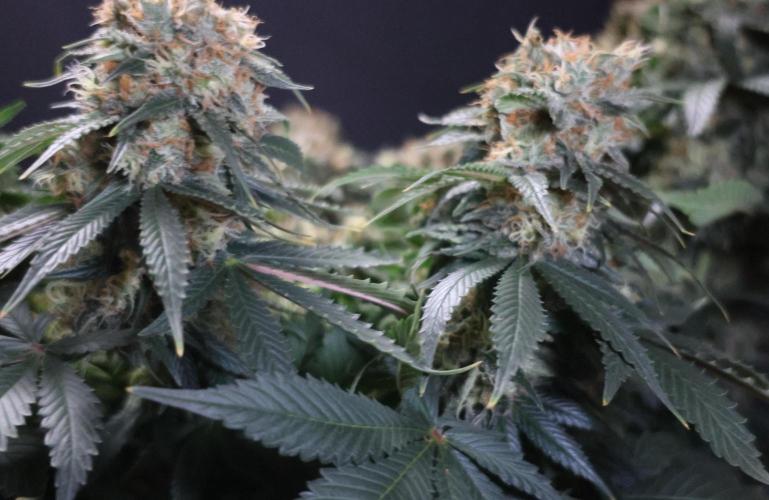 Diesel Fast F1 BX Regular. Week 12