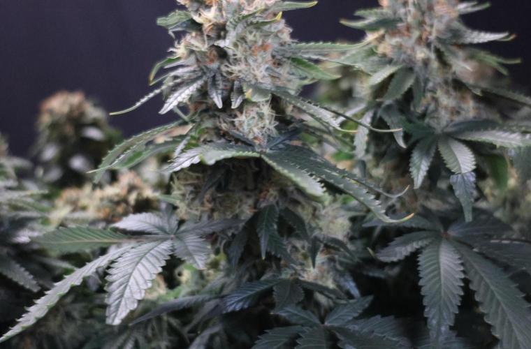Diesel Fast F1 BX Regular. Week 12