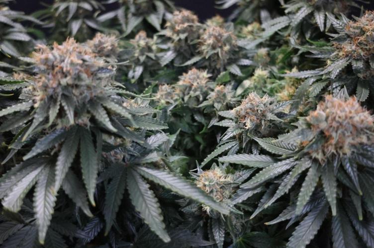 Diesel Fast F1 BX Regular. Week 12