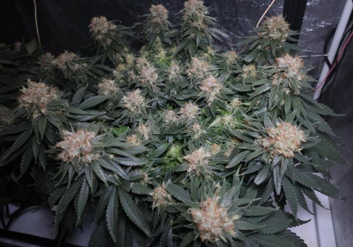 Diesel Fast F1 BX Regular. Week 12