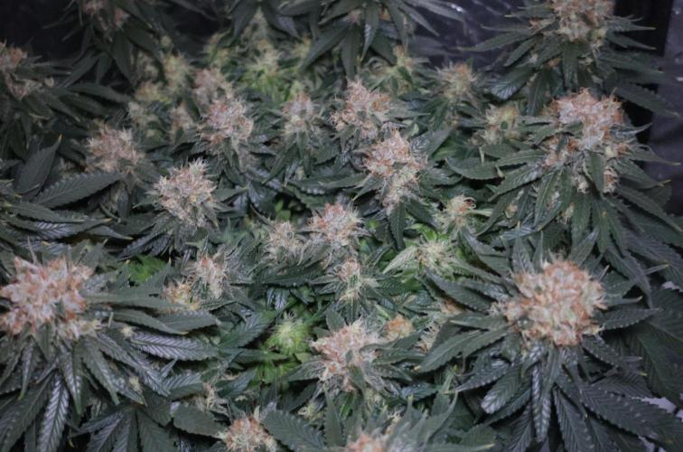 Diesel Fast F1 BX Regular. Week 12