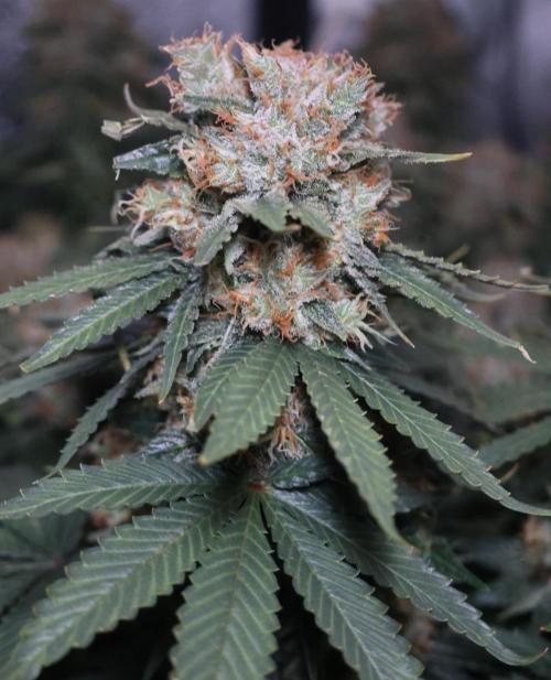 Diesel Fast F1 BX Regular. Week 13