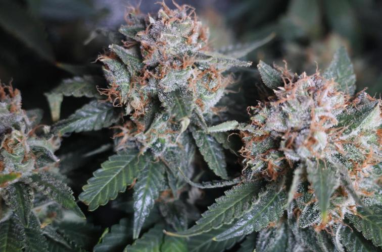Diesel Fast F1 BX Regular. Week 13