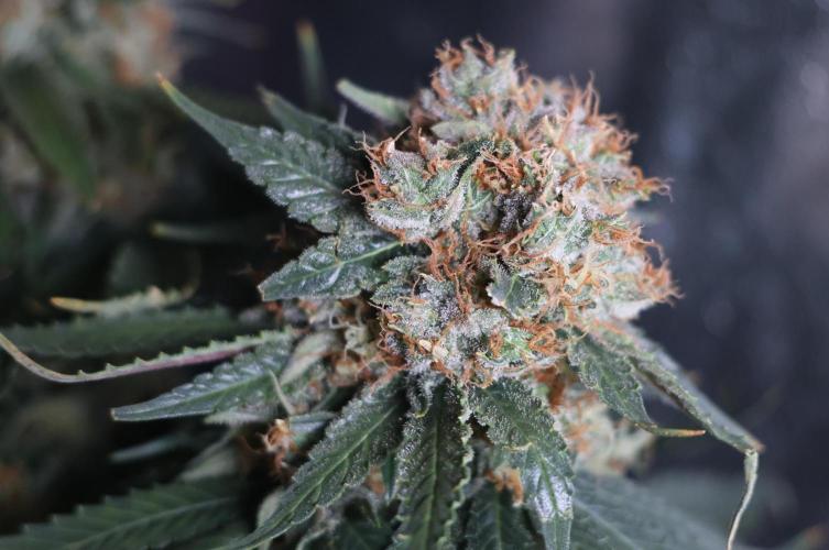 Diesel Fast F1 BX Regular. Week 13