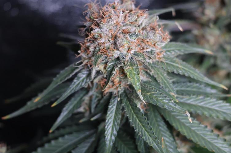 Diesel Fast F1 BX Regular. Week 13