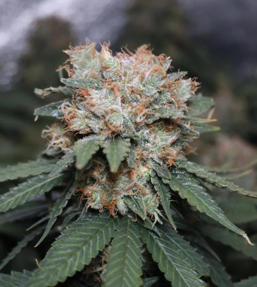 Diesel Fast F1 BX Regular. Week 13