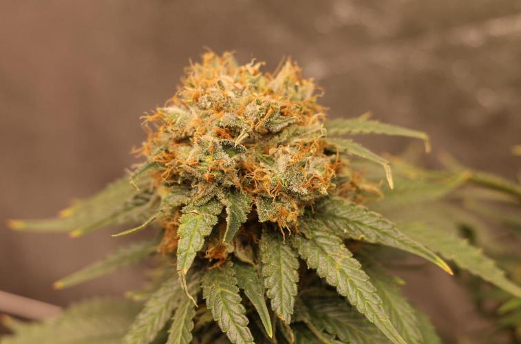 Diesel Fast F1 BX Regular. Week 13