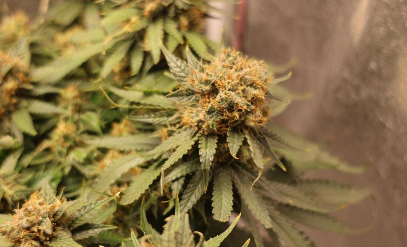 Diesel Fast F1 BX Regular. Week 13
