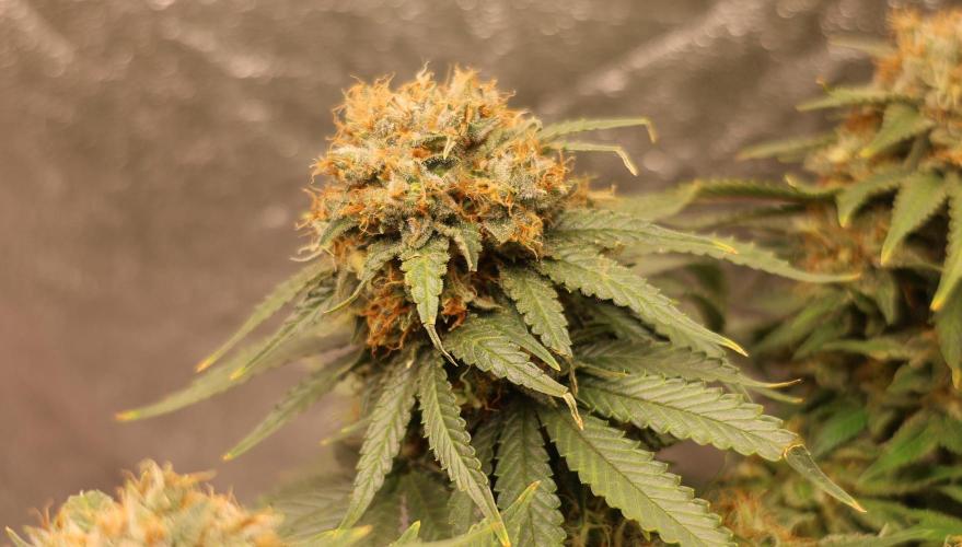 Diesel Fast F1 BX Regular. Week 13