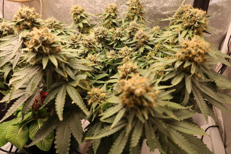 Diesel Fast F1 BX Regular. Week 13