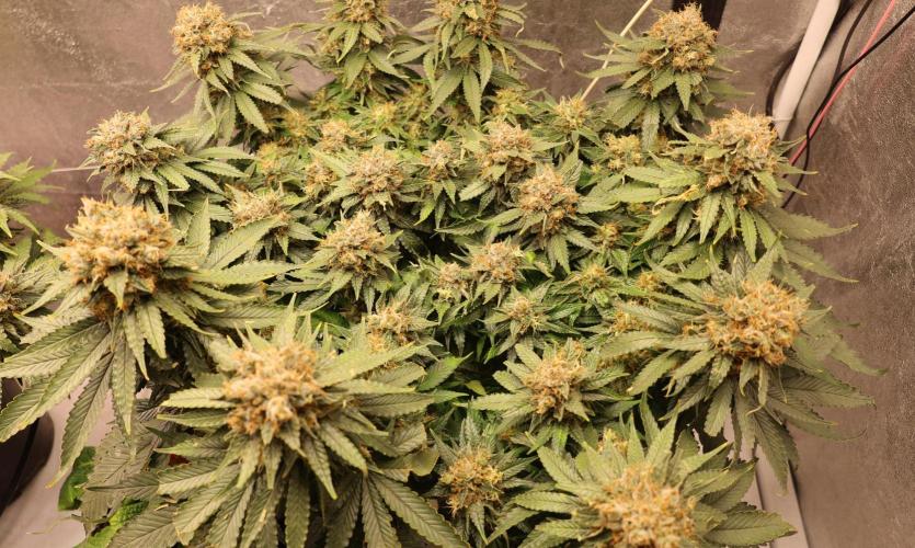 Diesel Fast F1 BX Regular. Week 13