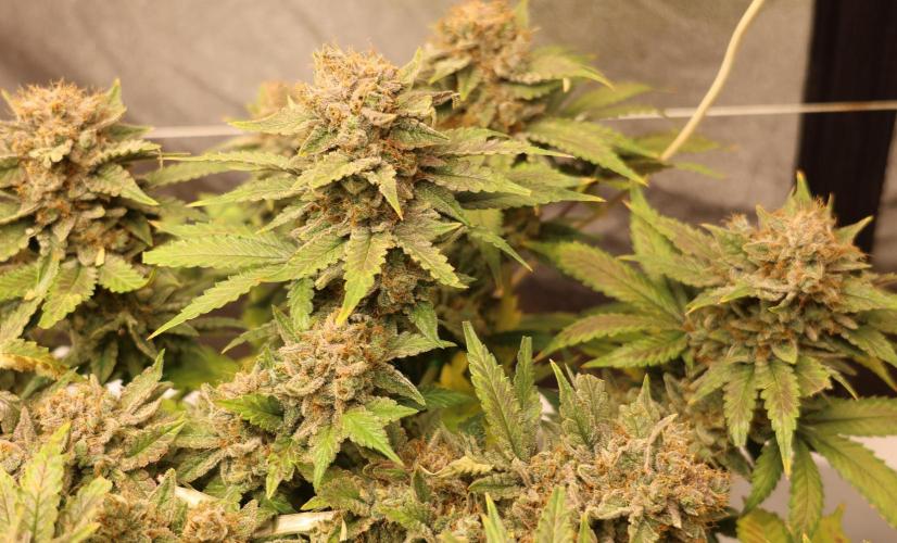 Diesel Fast F1 BX Regular. Week 14