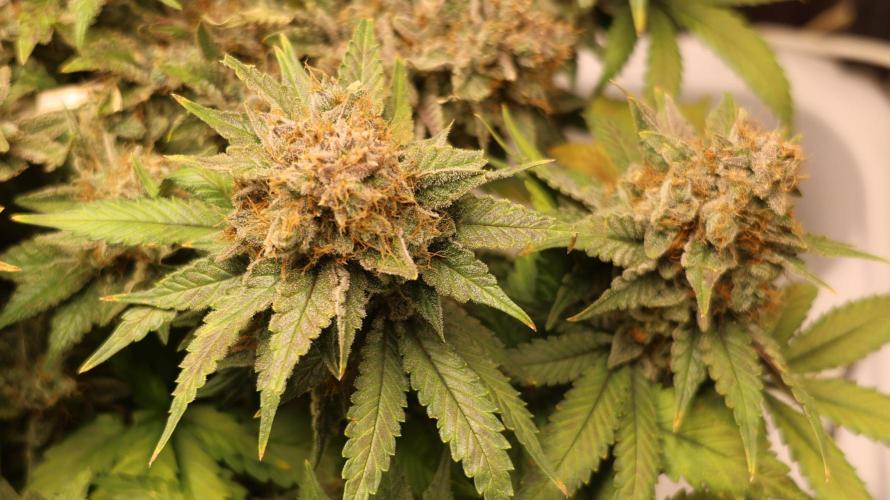 Diesel Fast F1 BX Regular. Week 14