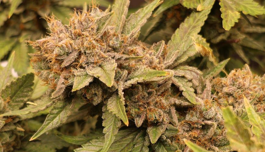 Diesel Fast F1 BX Regular. Week 14