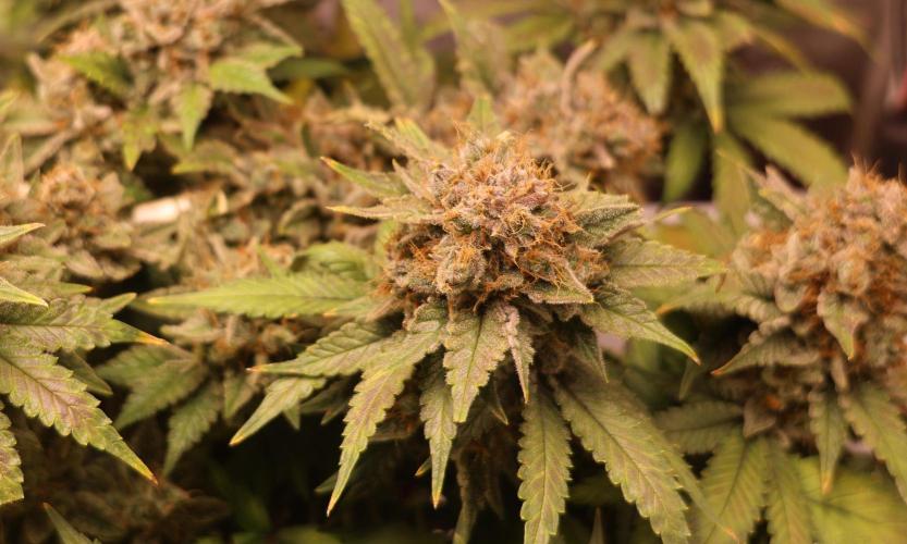 Diesel Fast F1 BX Regular. Week 14