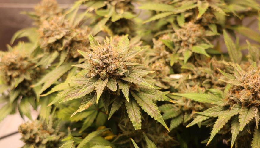 Diesel Fast F1 BX Regular. Week 14