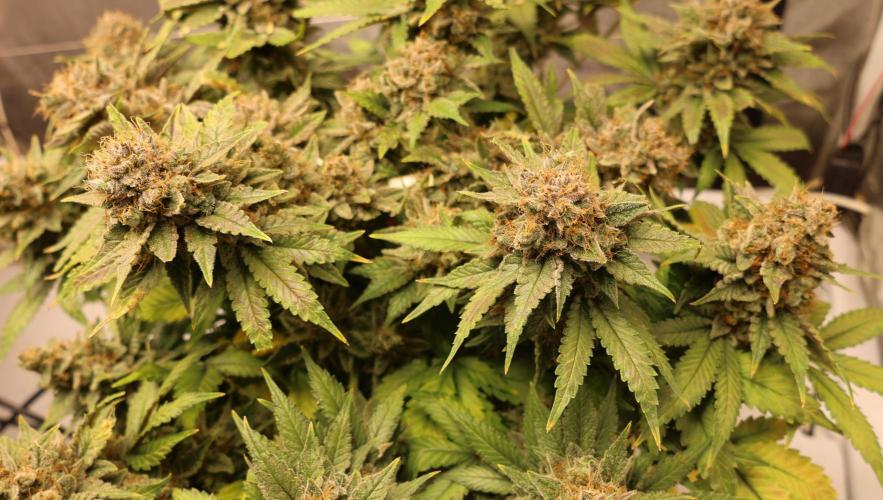 Diesel Fast F1 BX Regular. Week 14