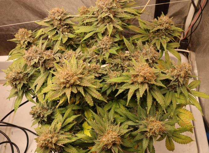 Diesel Fast F1 BX Regular. Week 14